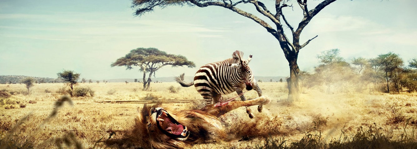 Zebra che caccia il Leone